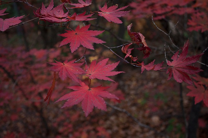 bukhansan-fall-leaves